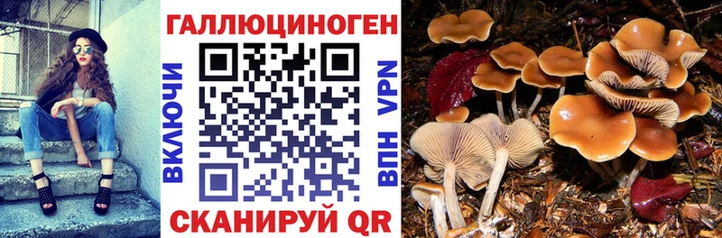 это состав  Вышний Волочёк  Псилоцибиновые грибы мицелий 